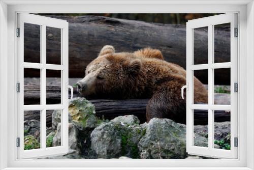 Fototapeta Naklejka Na Ścianę Okno 3D - Europäische Braunbär oder Eurasische Braunbär (Ursus arctos)