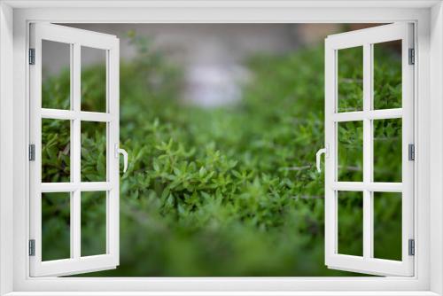 Fototapeta Naklejka Na Ścianę Okno 3D - greens