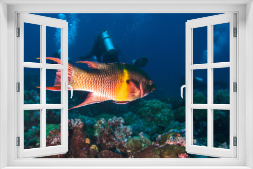 Fototapeta Naklejka Na Ścianę Okno 3D - Mexican Hogfish /Bodianus Diplotaenia/ swims among reef. 