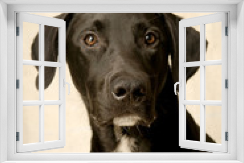 Fototapeta Naklejka Na Ścianę Okno 3D - Hund2