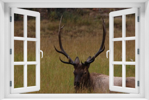 Fototapeta Naklejka Na Ścianę Okno 3D - red deer stag
