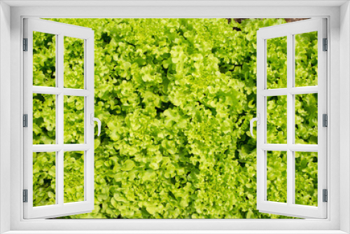 Fototapeta Naklejka Na Ścianę Okno 3D - Close up of green salad  vegetable at organic hydroponic  cultivation farm  in Thailand.