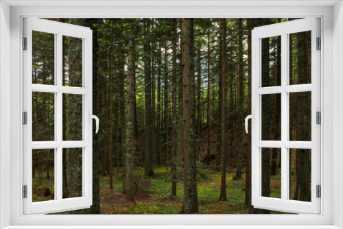 Fototapeta Naklejka Na Ścianę Okno 3D - forest nature 