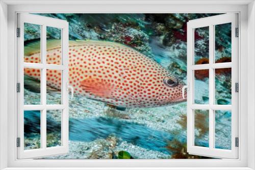 Fototapeta Naklejka Na Ścianę Okno 3D - Maldives. Handsome red hind grouper/Maldives. Handsome red hind grouper among the corals of the shelf.