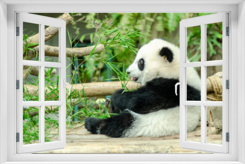 Fototapeta Naklejka Na Ścianę Okno 3D - Feeding time, giant panda eating green bamboo leaves
