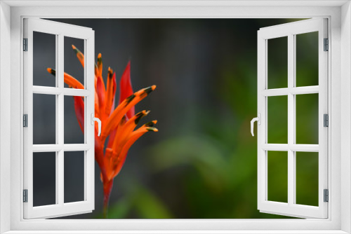 Fototapeta Naklejka Na Ścianę Okno 3D - Orange Tropical Flower