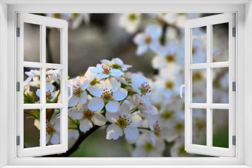 Fototapeta Naklejka Na Ścianę Okno 3D - Pear flower blooming