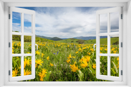 Fototapeta Naklejka Na Ścianę Okno 3D - DGSP 2015_06_06 Field of Yellow Wildflowers.jpg