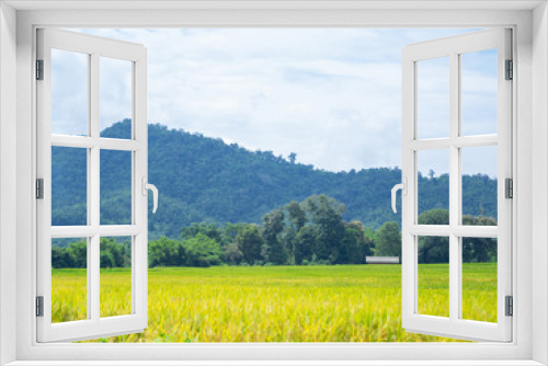 Fototapeta Naklejka Na Ścianę Okno 3D - Landscape rice field Thailand.