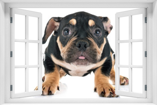 Fototapeta Naklejka Na Ścianę Okno 3D - puppy american bully