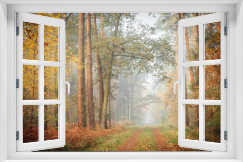 Fototapeta Naklejka Na Ścianę Okno 3D - A foggy, moody view of a deciduous forest with leaves changing colors to golden and forest path covered with fallen leaves, tall straight tree trunks on both sides of the path