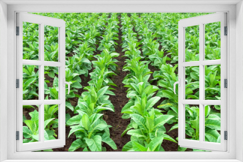 Fototapeta Naklejka Na Ścianę Okno 3D - Rows of tabacco plants, farming in Indonesia