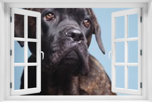 Fototapeta Naklejka Na Ścianę Okno 3D - Beautiful dog in front of a colored background