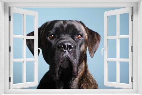 Fototapeta Naklejka Na Ścianę Okno 3D - Beautiful dog in front of a colored background