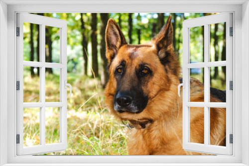 Fototapeta Naklejka Na Ścianę Okno 3D - German shepherd dog is resting in park. Portrait
