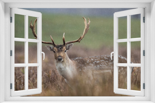 Fototapeta Naklejka Na Ścianę Okno 3D - Fallow deer, Dama dama