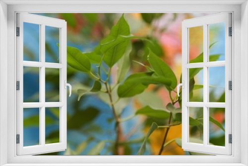 Fototapeta Naklejka Na Ścianę Okno 3D - Ficus Benjamin 
