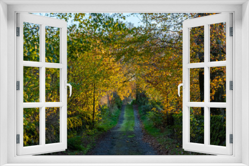 Fototapeta Naklejka Na Ścianę Okno 3D - A rural Scottish road with brightly lit autumnal trees
