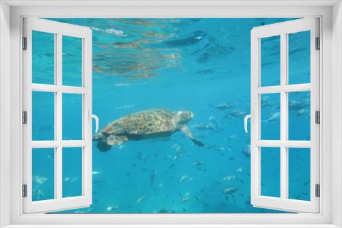 Fototapeta Naklejka Na Ścianę Okno 3D - The underwater world of the Mediterranean Sea of Crete