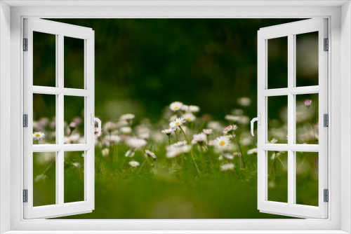 Fototapeta Naklejka Na Ścianę Okno 3D - Small Flowers