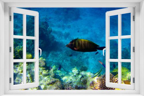 Fototapeta Naklejka Na Ścianę Okno 3D - under water world at Maldives