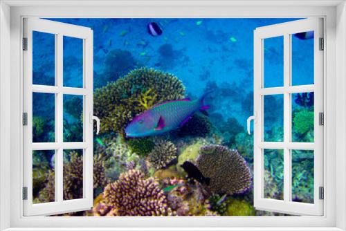 Fototapeta Naklejka Na Ścianę Okno 3D - under water world at Maldives