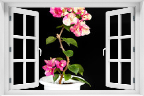 Fototapeta Naklejka Na Ścianę Okno 3D - Bougainvillea Chameleon pink in a flower pot on a black background