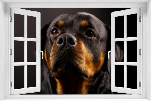 Fototapeta Naklejka Na Ścianę Okno 3D - Beautiful dog Rottweiler on a black background close-up