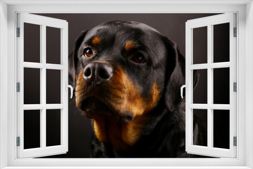 Fototapeta Naklejka Na Ścianę Okno 3D - Beautiful dog Rottweiler on a black background close-up