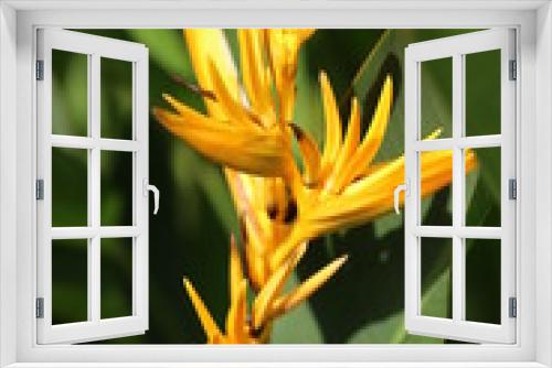 Fototapeta Naklejka Na Ścianę Okno 3D - exotic yellow flower