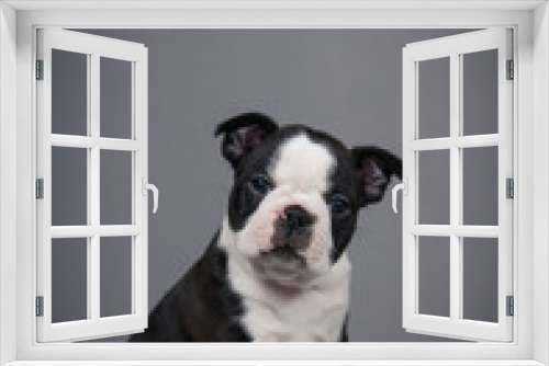 Fototapeta Naklejka Na Ścianę Okno 3D - Boston terrier puppy posing in grey studio background.	