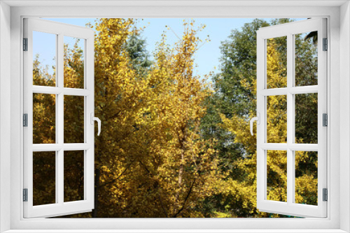 Fototapeta Naklejka Na Ścianę Okno 3D -  Autumn ginkgo trees1