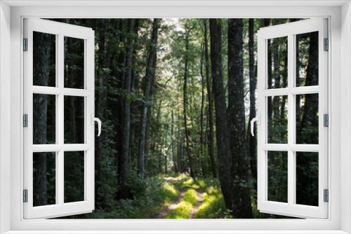 Fototapeta Naklejka Na Ścianę Okno 3D - a forest clearing with beautiful sunbeams