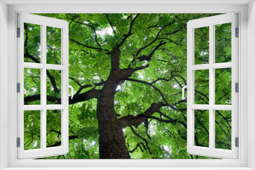 Fototapeta Naklejka Na Ścianę Okno 3D - Looking up at a beautiful green colored tree