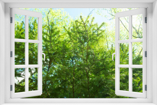 Fototapeta Naklejka Na Ścianę Okno 3D - spring panorama of a scenic forest of trees with fresh green leaves and the sun casting its rays of light through the foliage