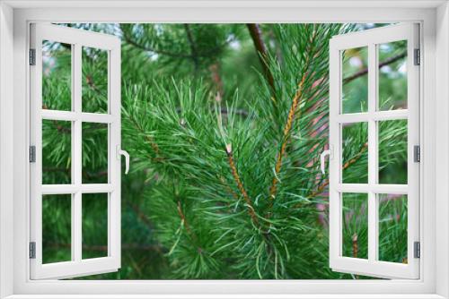 Fototapeta Naklejka Na Ścianę Okno 3D - The branches of green pine close-up. Spruce needles. Background of Christmas tree branches.