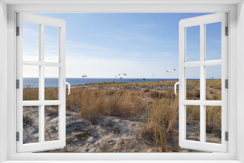Fototapeta Naklejka Na Ścianę Okno 3D - somes birds on beach dunes in atlantic french coast in morning