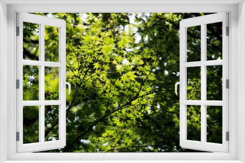 Fototapeta Naklejka Na Ścianę Okno 3D - 新緑のモミジ