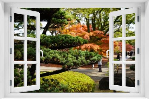 Fototapeta Naklejka Na Ścianę Okno 3D - 手入れされた松の木と秋の紅葉