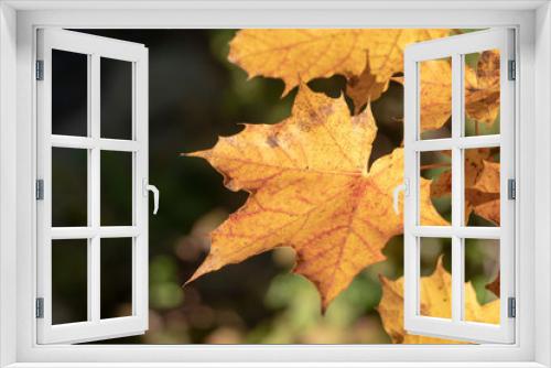 Fototapeta Naklejka Na Ścianę Okno 3D - Herbstlaub, gelbe Ahornblätter
