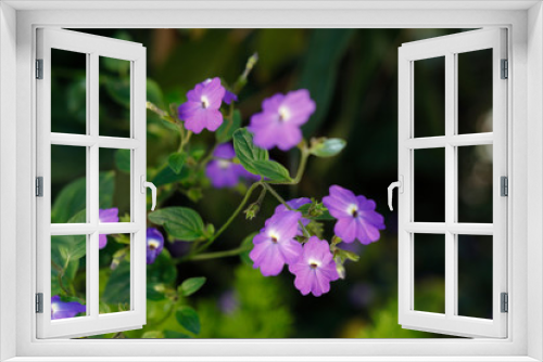 Fototapeta Naklejka Na Ścianę Okno 3D - Forget me not blossoming in green background