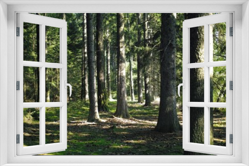 Fototapeta Naklejka Na Ścianę Okno 3D - old spruce forest from summer season