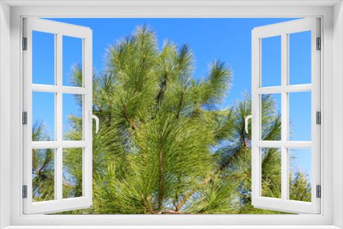 Fototapeta Naklejka Na Ścianę Okno 3D - The top of a green pine against a blue sky.