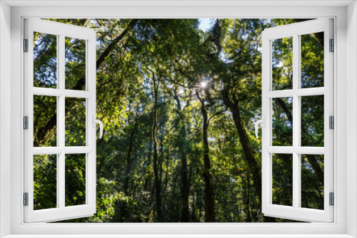 Fototapeta Naklejka Na Ścianę Okno 3D - Outdoor image of an old trees, covered with moss, mysterious Highlands forest. Relic wet mossy forest - Doi Inthanon national park