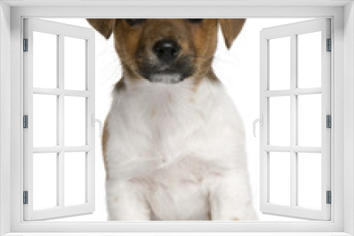 Fototapeta Naklejka Na Ścianę Okno 3D - Jack Russell terrier puppy, 3 months old, sitting against white