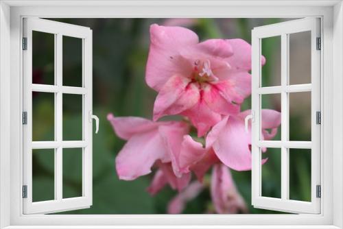 Fototapeta Naklejka Na Ścianę Okno 3D - pink flower in the garden
