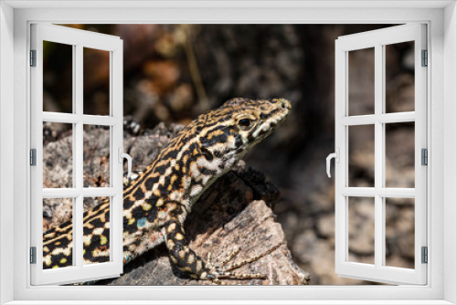 Fototapeta Naklejka Na Ścianę Okno 3D - Detail of a Tyrrhenian Wall Lizard (Podarcis tiliguerta) Basking on a Granite Rock, Baia Sardinia, Sardinia, Italy.