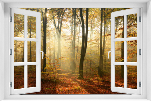 Fototapeta Naklejka Na Ścianę Okno 3D - Morning in the autumn forest