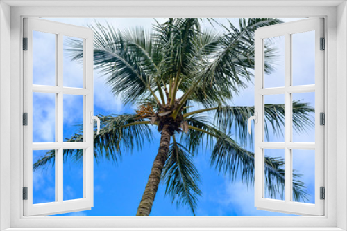 Fototapeta Naklejka Na Ścianę Okno 3D - Coconut