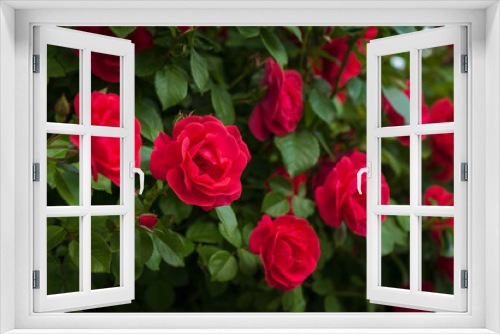 Fototapeta Naklejka Na Ścianę Okno 3D - Close up red roses with buds on a background of a green bush. Bush of red roses is blooming in the garden.